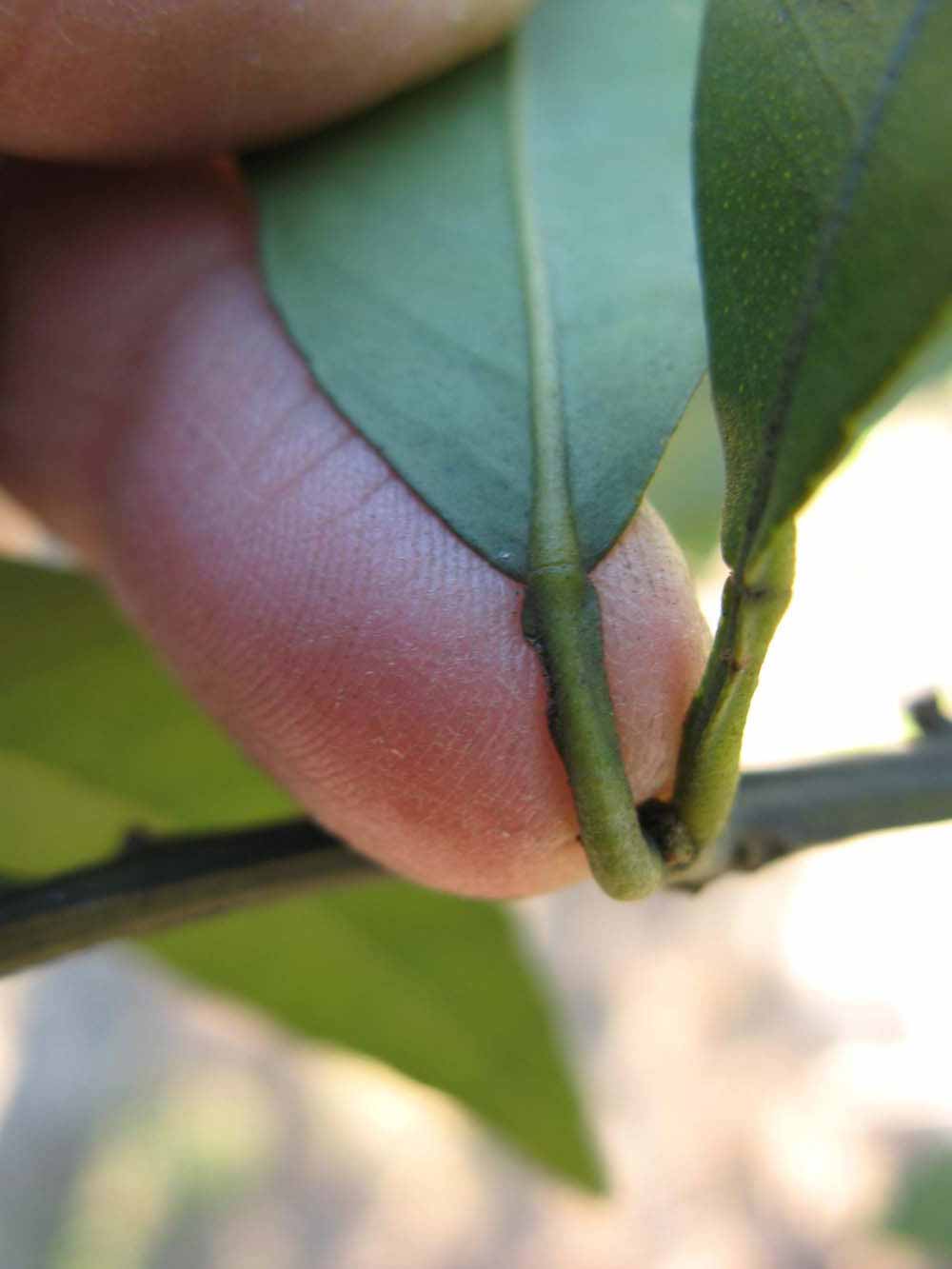              Petiole (Winter Haven, FL)       